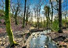 Ecclesall Woods December 2020.jpg